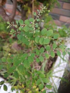 Image of Mascarene Island leaf-flower