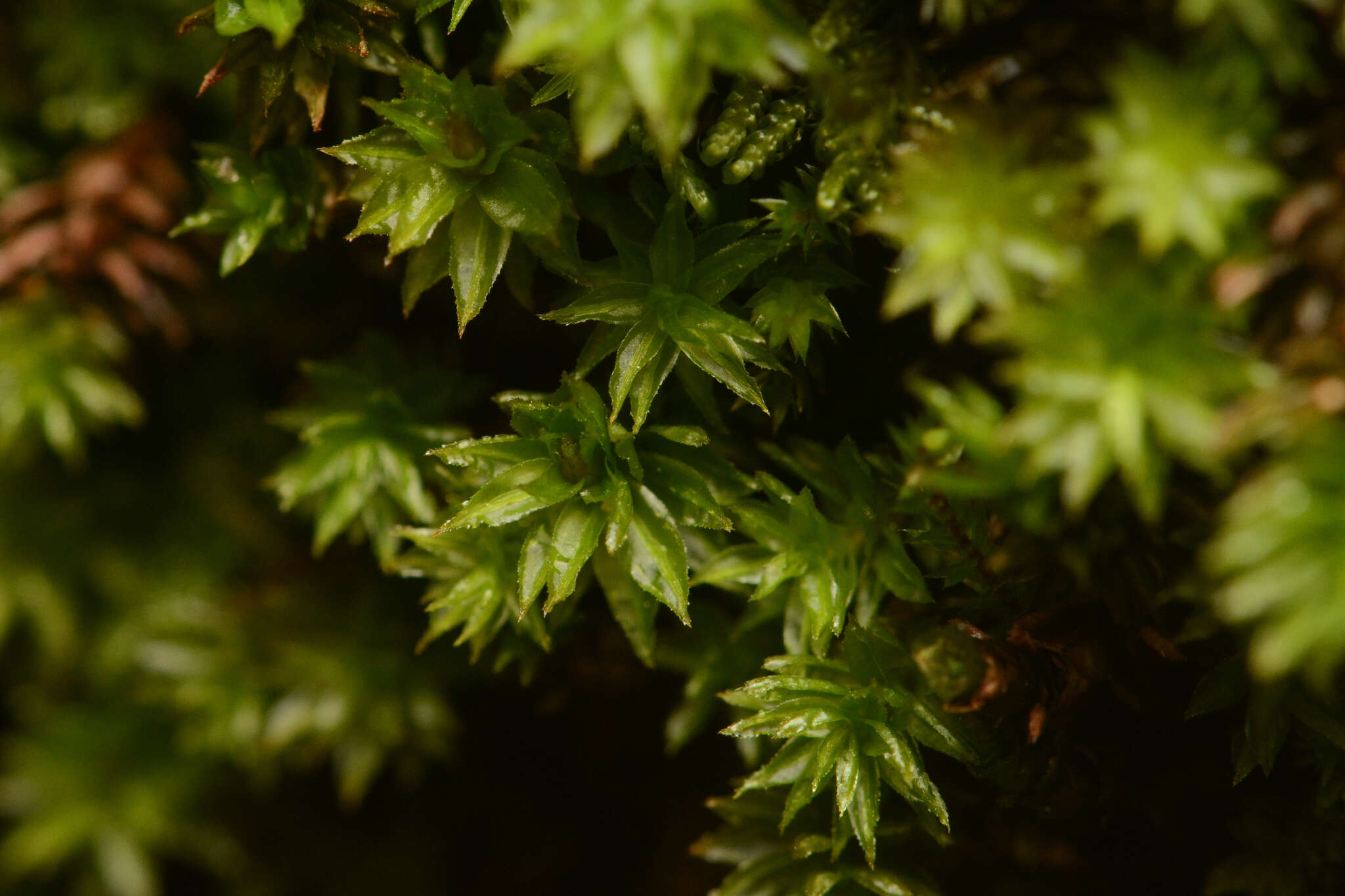 Image of oligotrichum moss