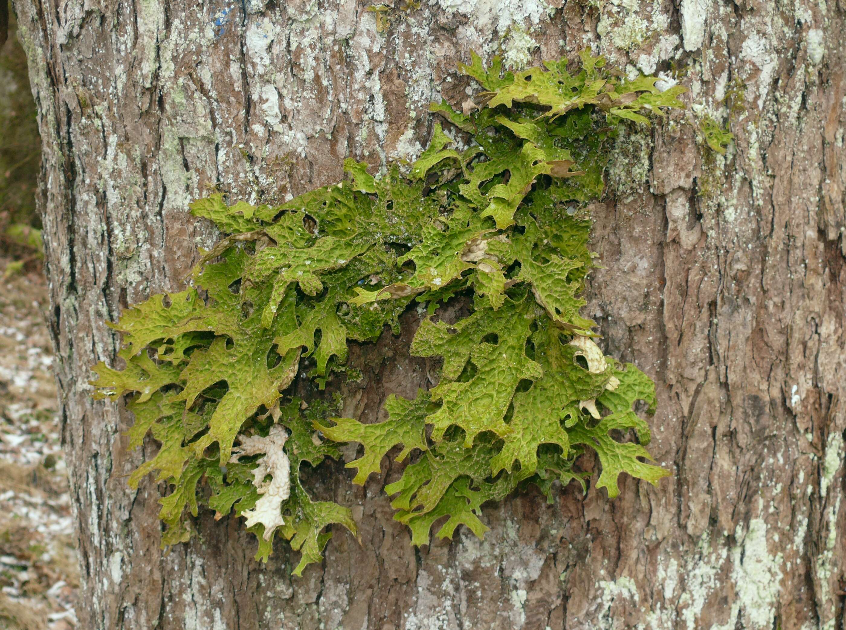 Image of lung lichen