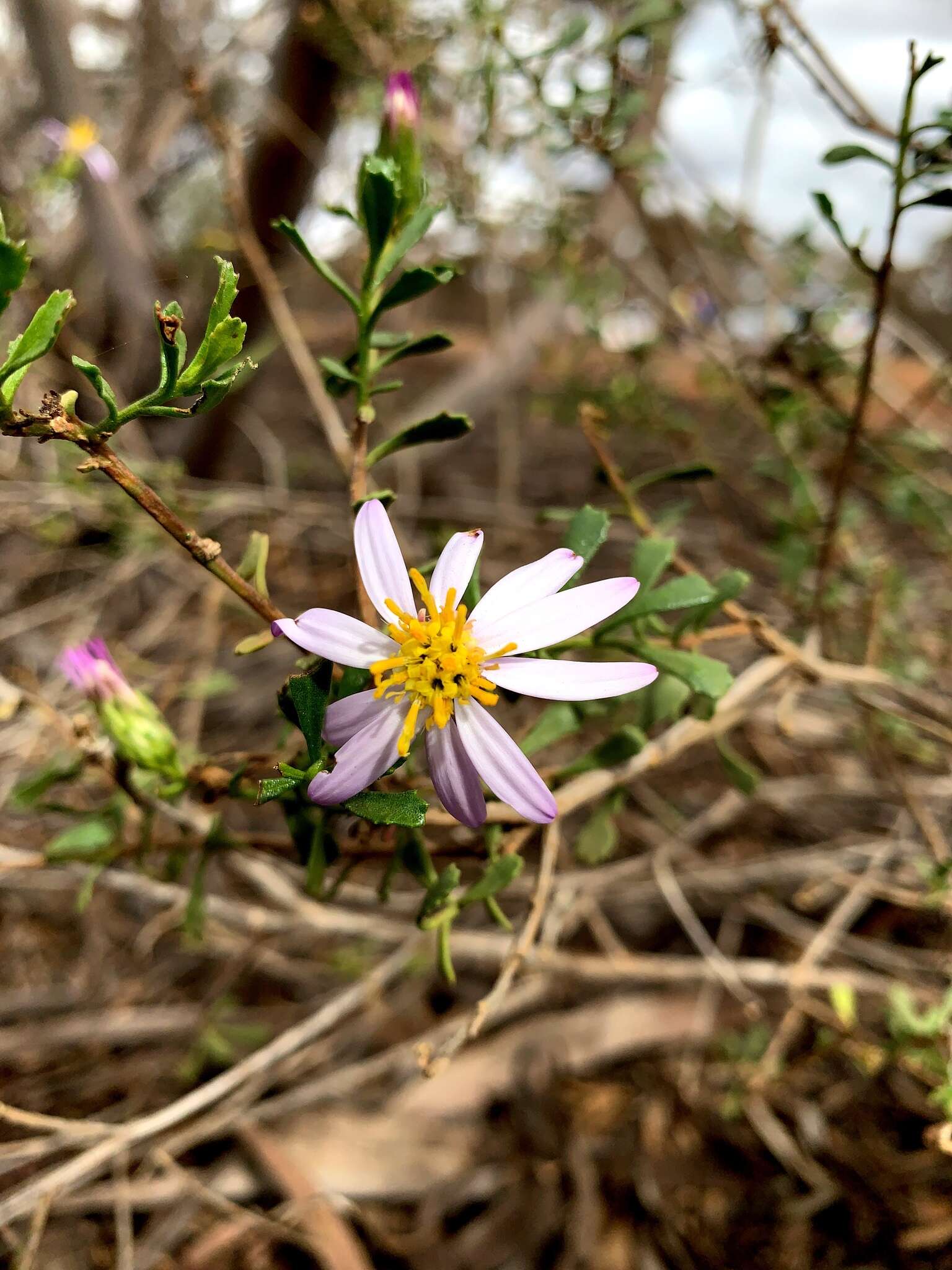 Image of Olearia magniflora F. Müll.