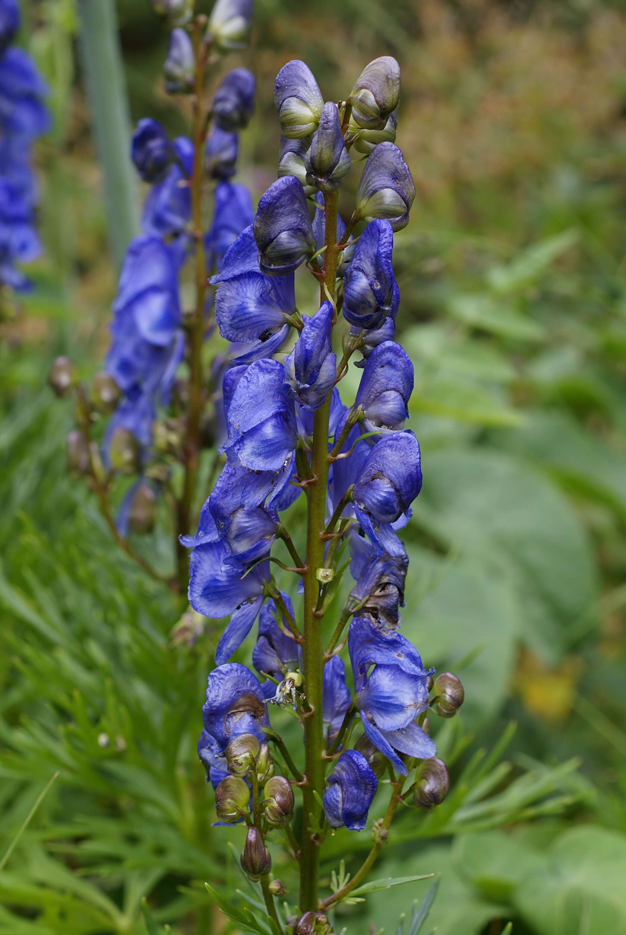 Слика од Aconitum napellus L.