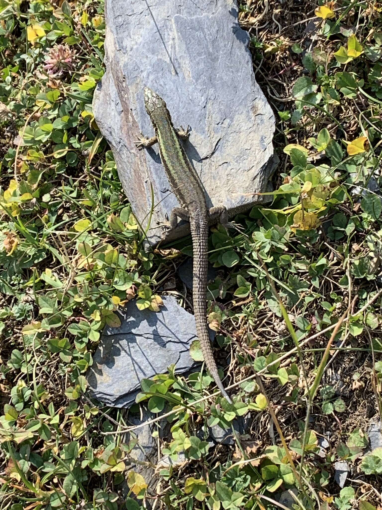 Image of Caucasian lizard