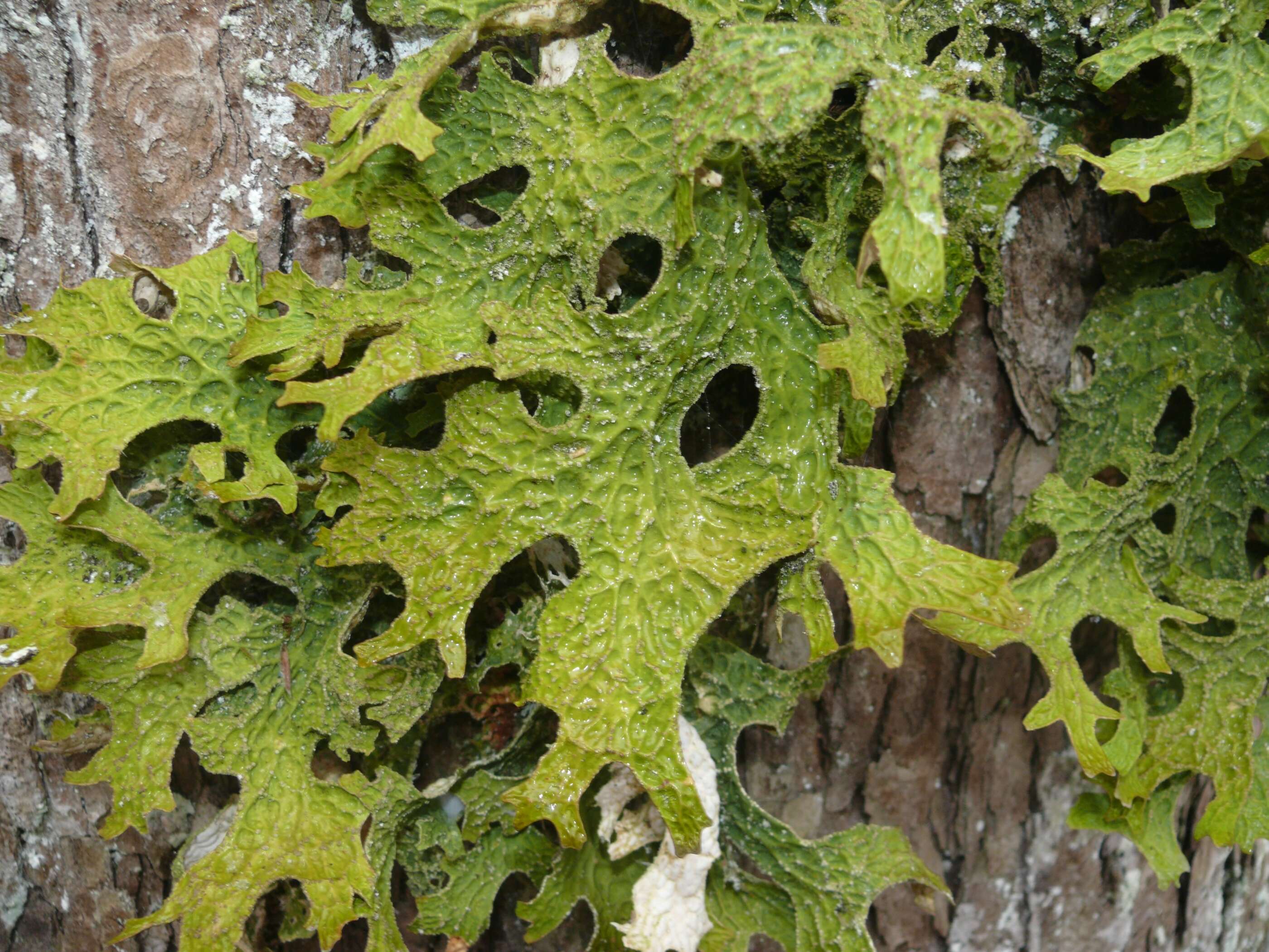 Image of Lungwort