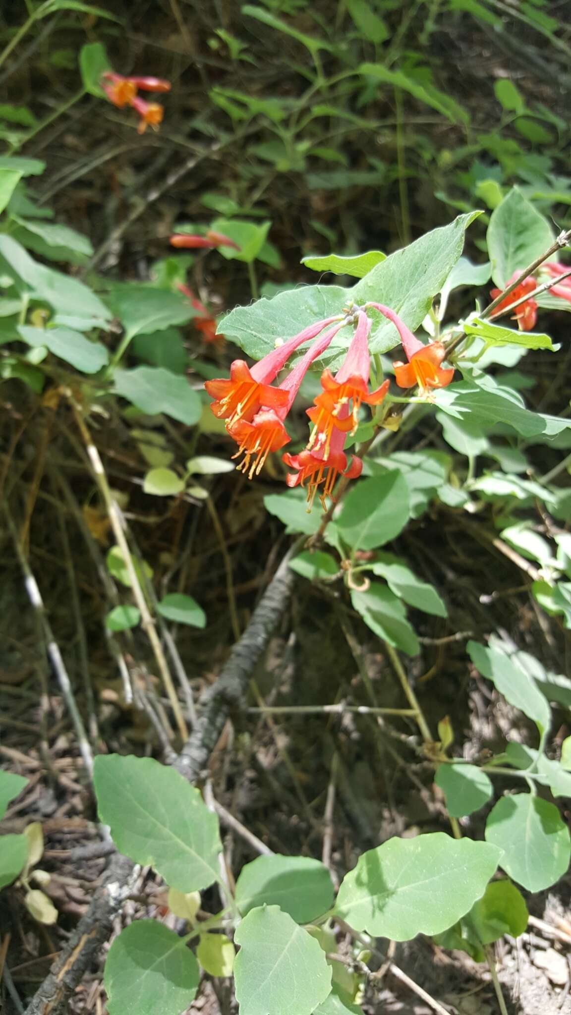 Image of Arizona honeysuckle