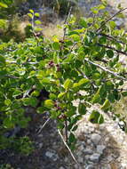 Plancia ëd Cotoneaster nummularius Fisch. & C. A. Meyer