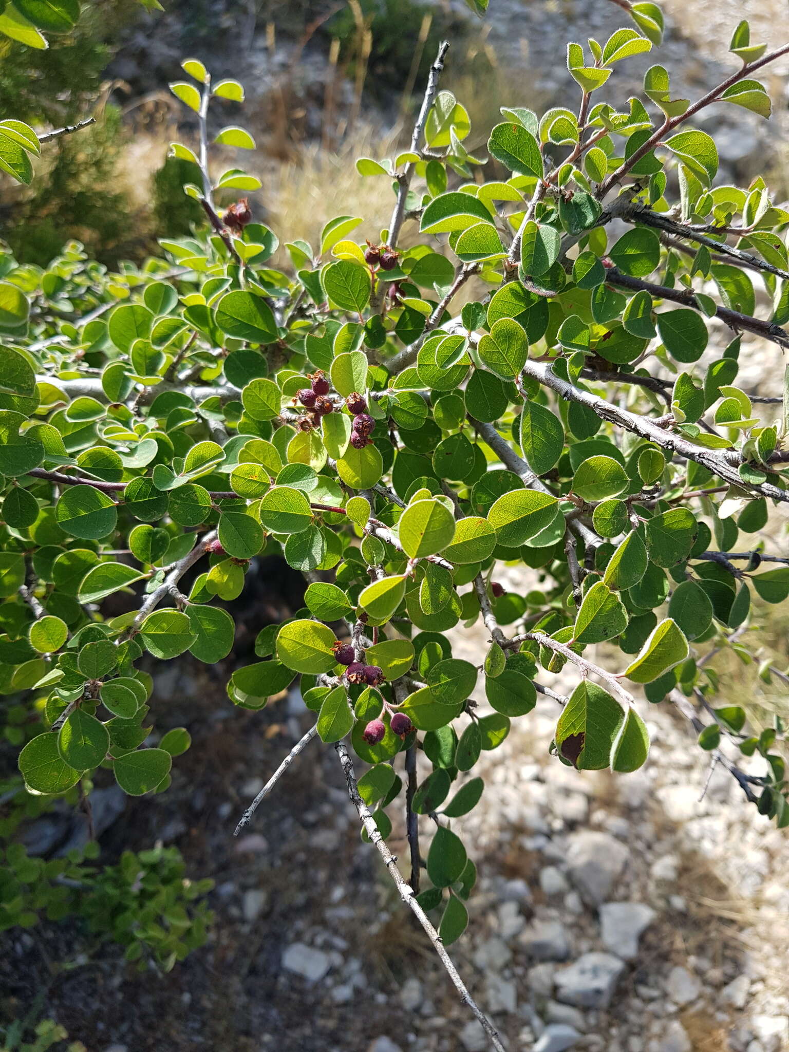 Imagem de Cotoneaster nummularius Fisch. & C. A. Meyer