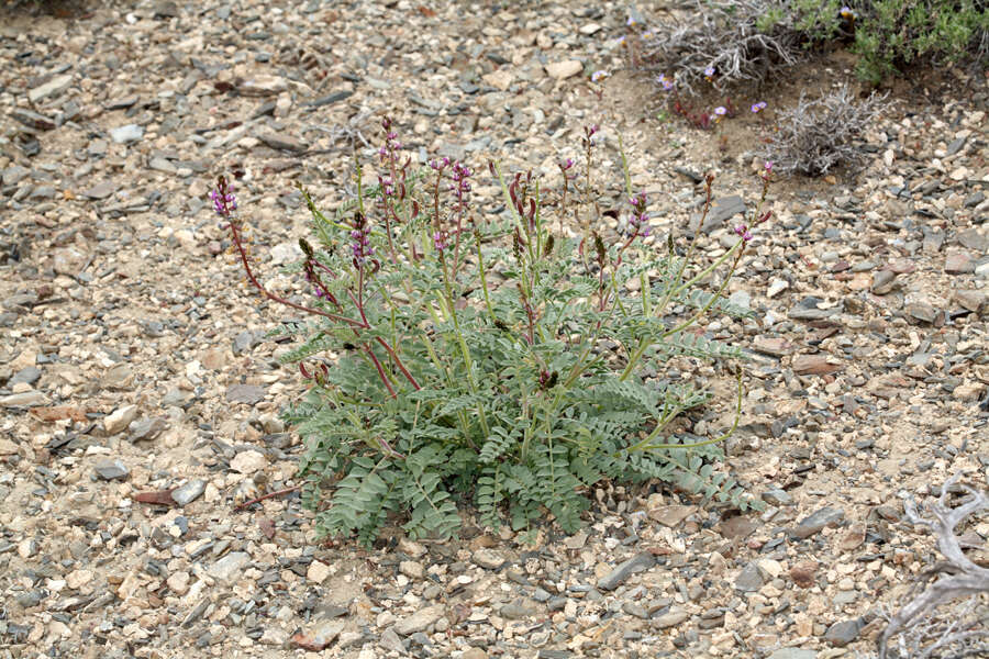 Image of Minthorn's milkvetch