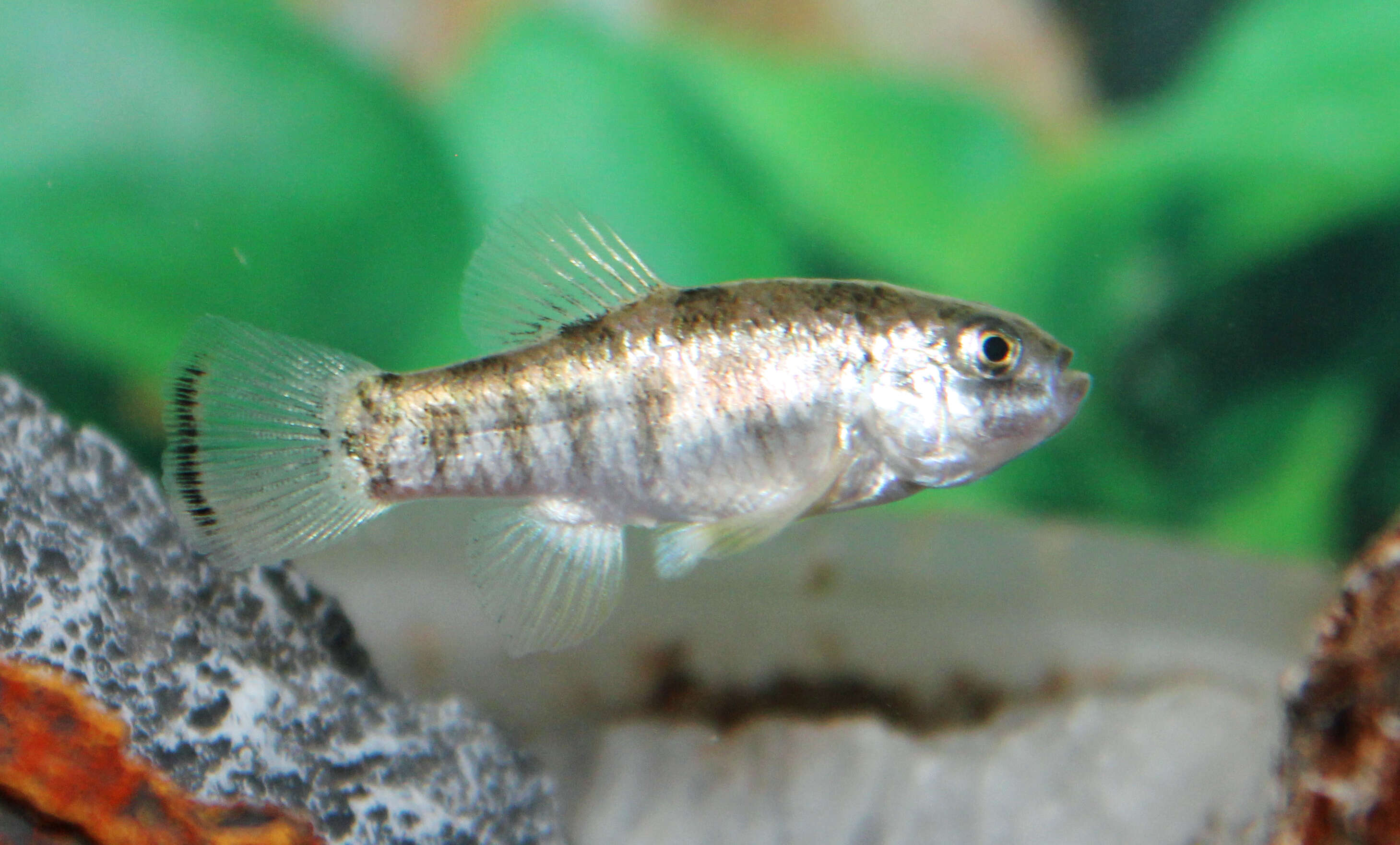 Image of Julimes pupfish