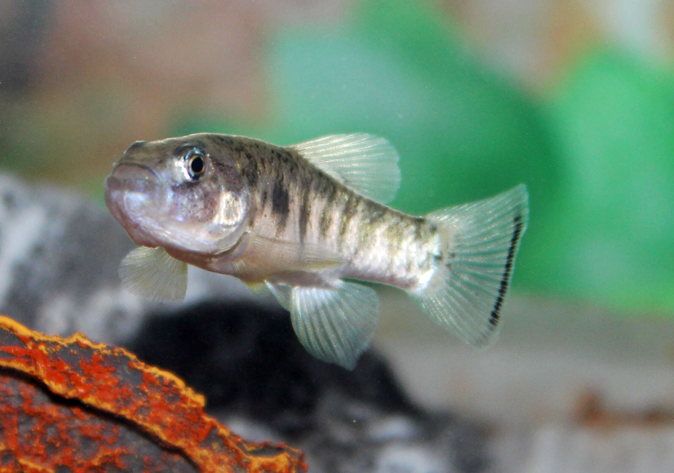 Image of Julimes pupfish