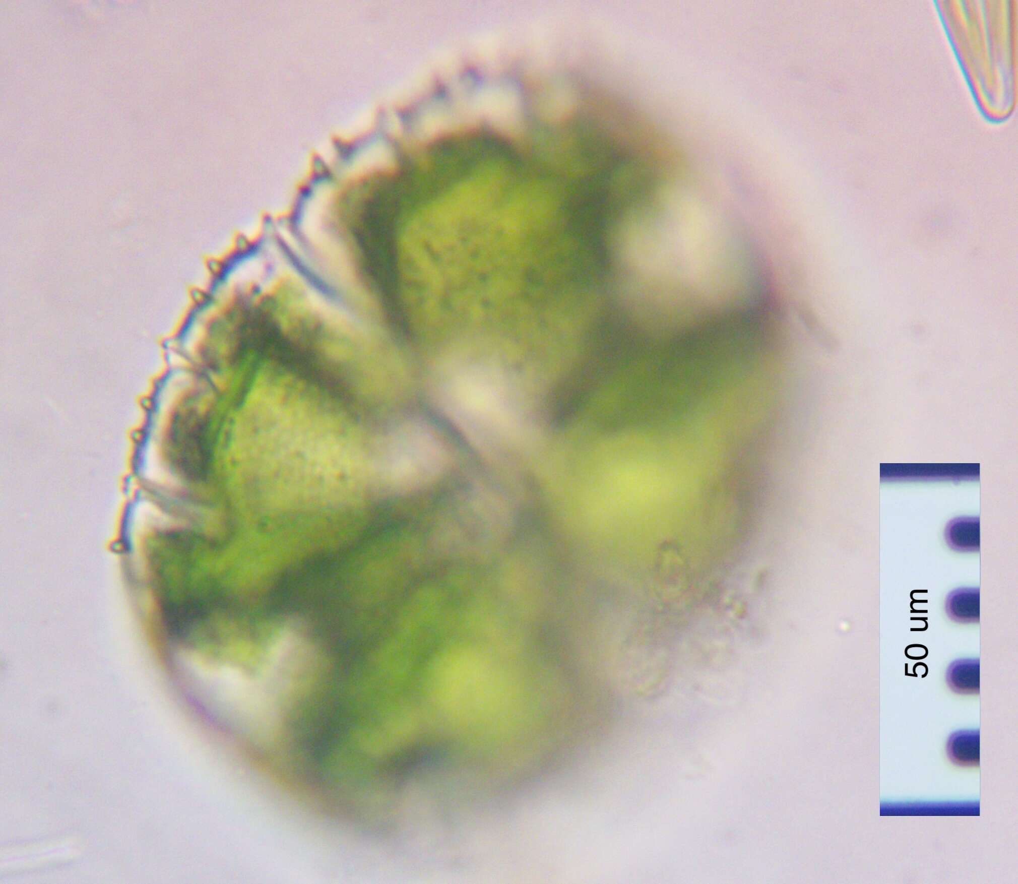 Image of Micrasterias truncata Brébisson ex Ralfs 1848