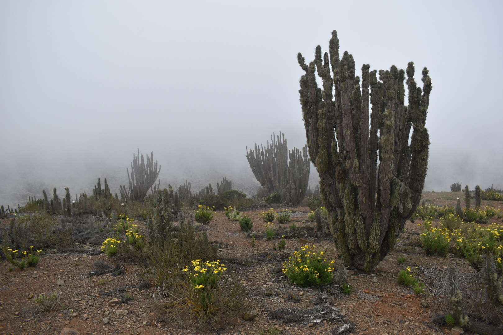 Image of <i>Eulychnia taltalensis</i>