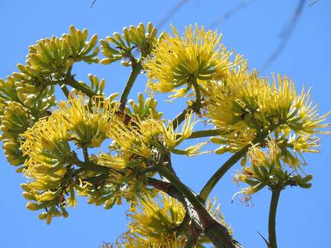 Image of Grijalva's agave