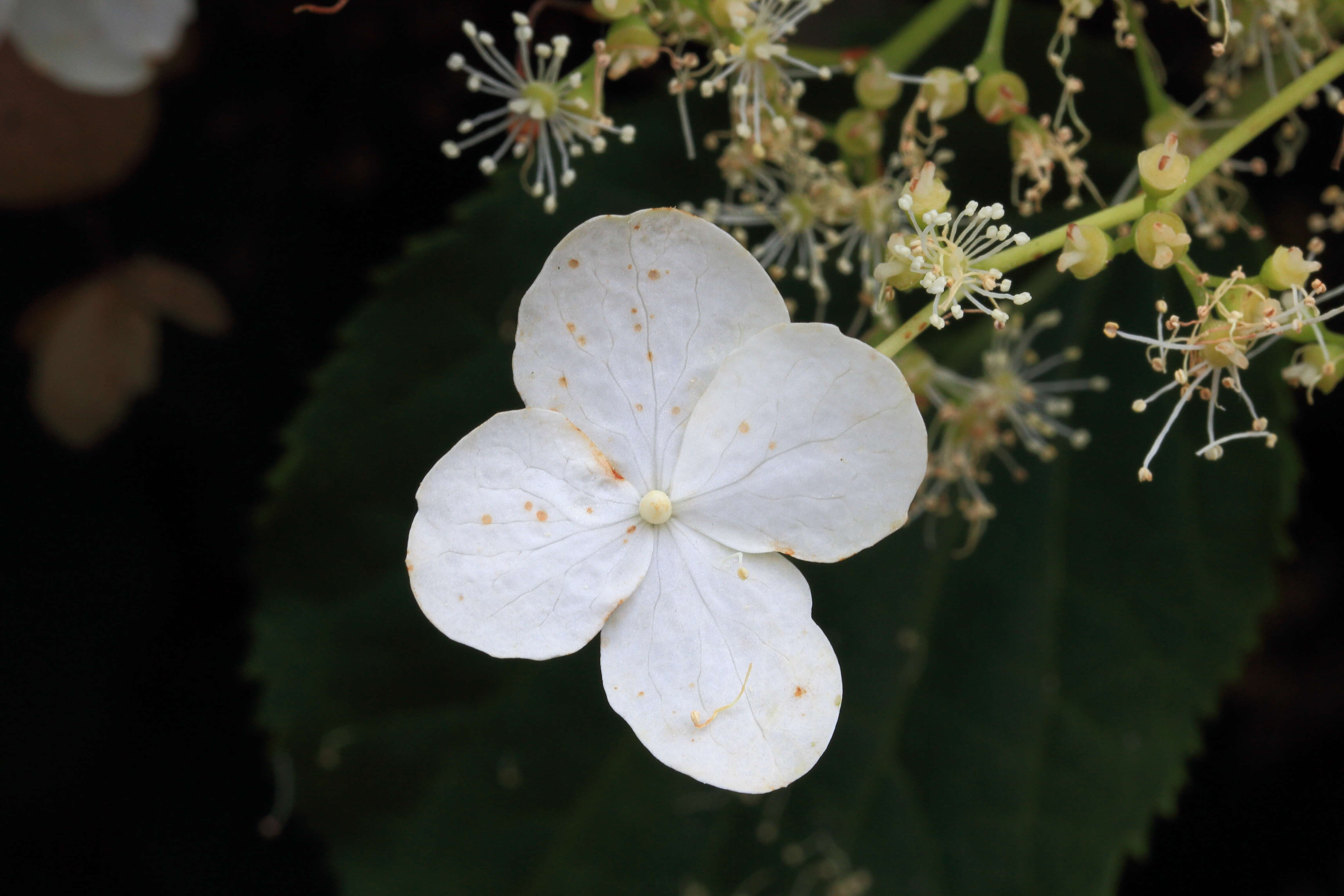 Image of Japanese climbing hydrangea