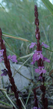 Imagem de Striga gesnerioides (Willd.) Vatke