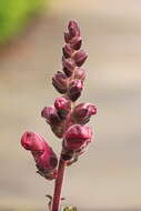 Plancia ëd Antirrhinum majus L.