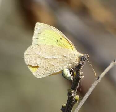 Image of Teriocolias