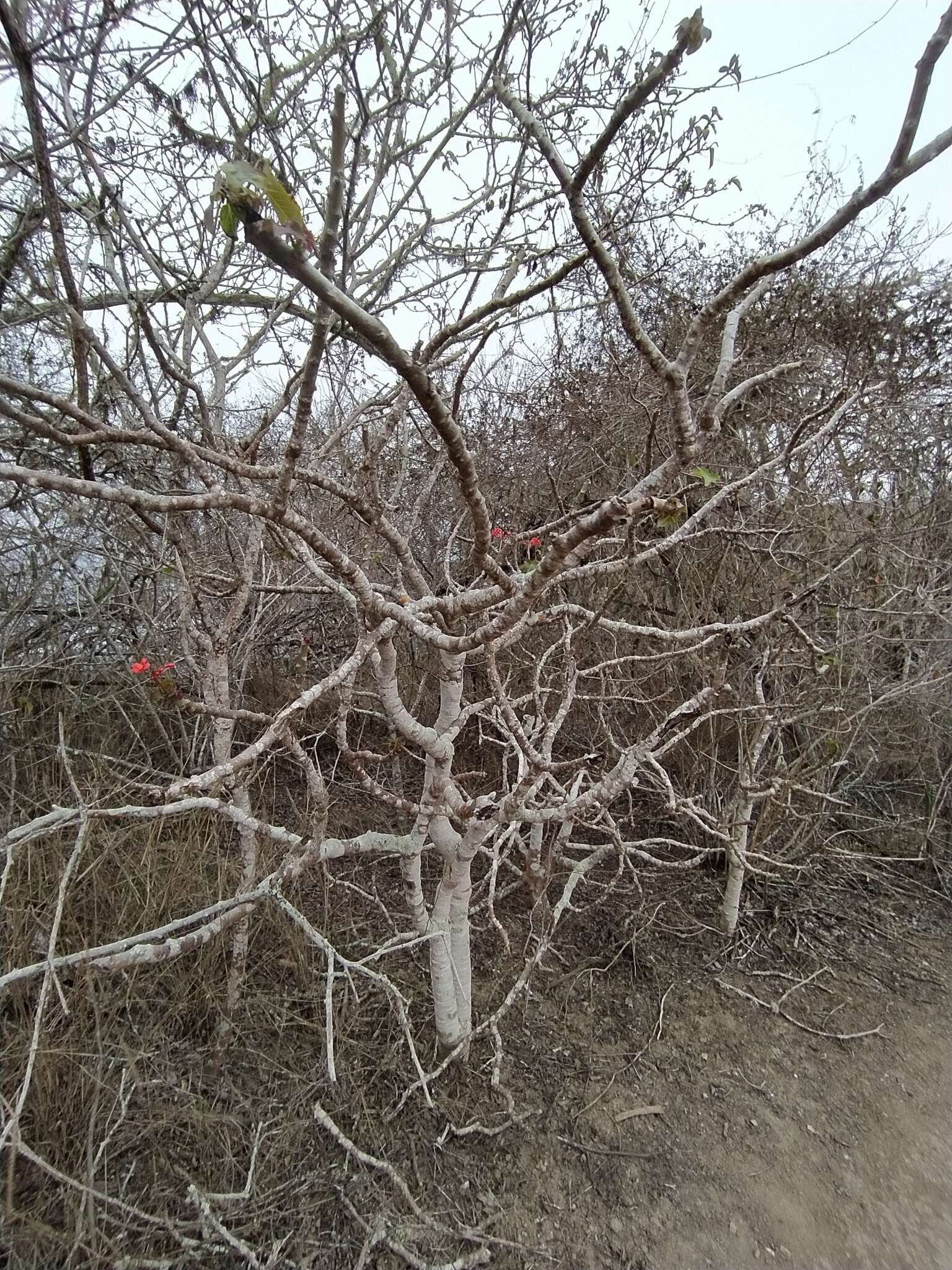 Image of Jatropha nudicaulis Benth.