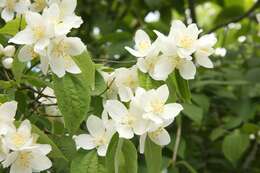 Plancia ëd Philadelphus coronarius L.