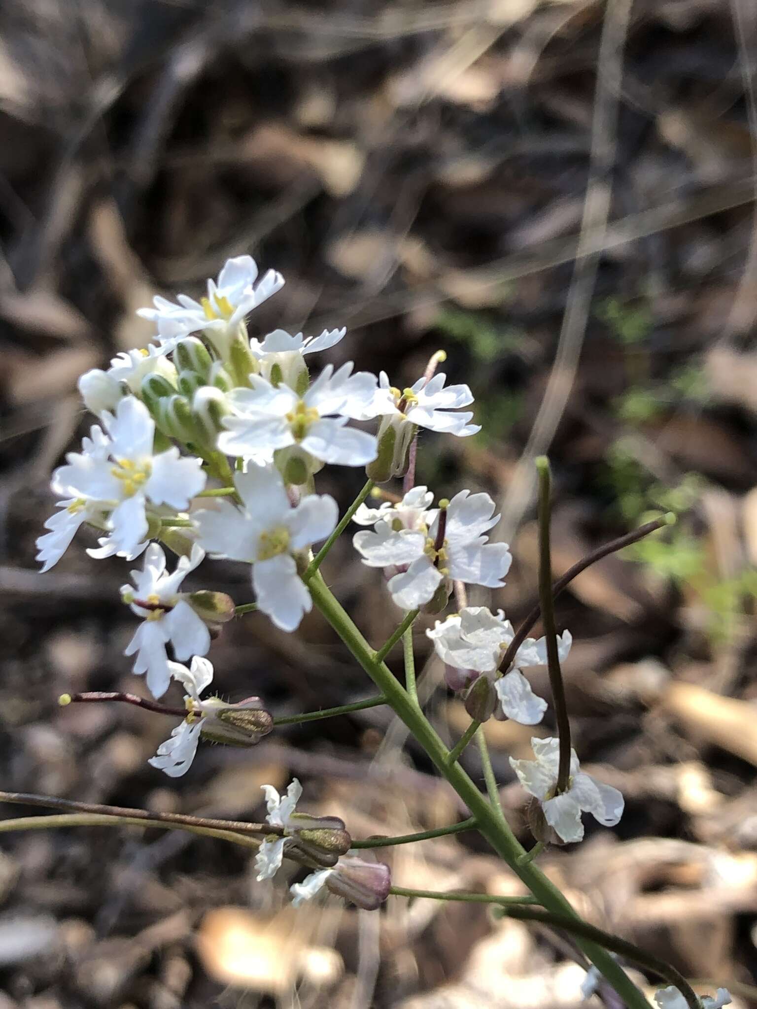 Plancia ëd Dryopetalon runcinatum A. Gray