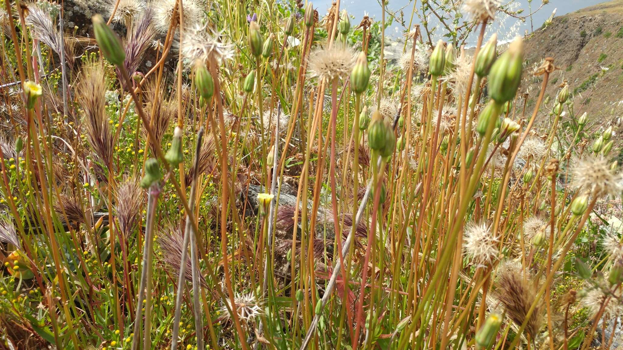 Image of grassland silverpuffs