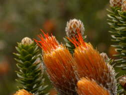Image of flower of the Andes