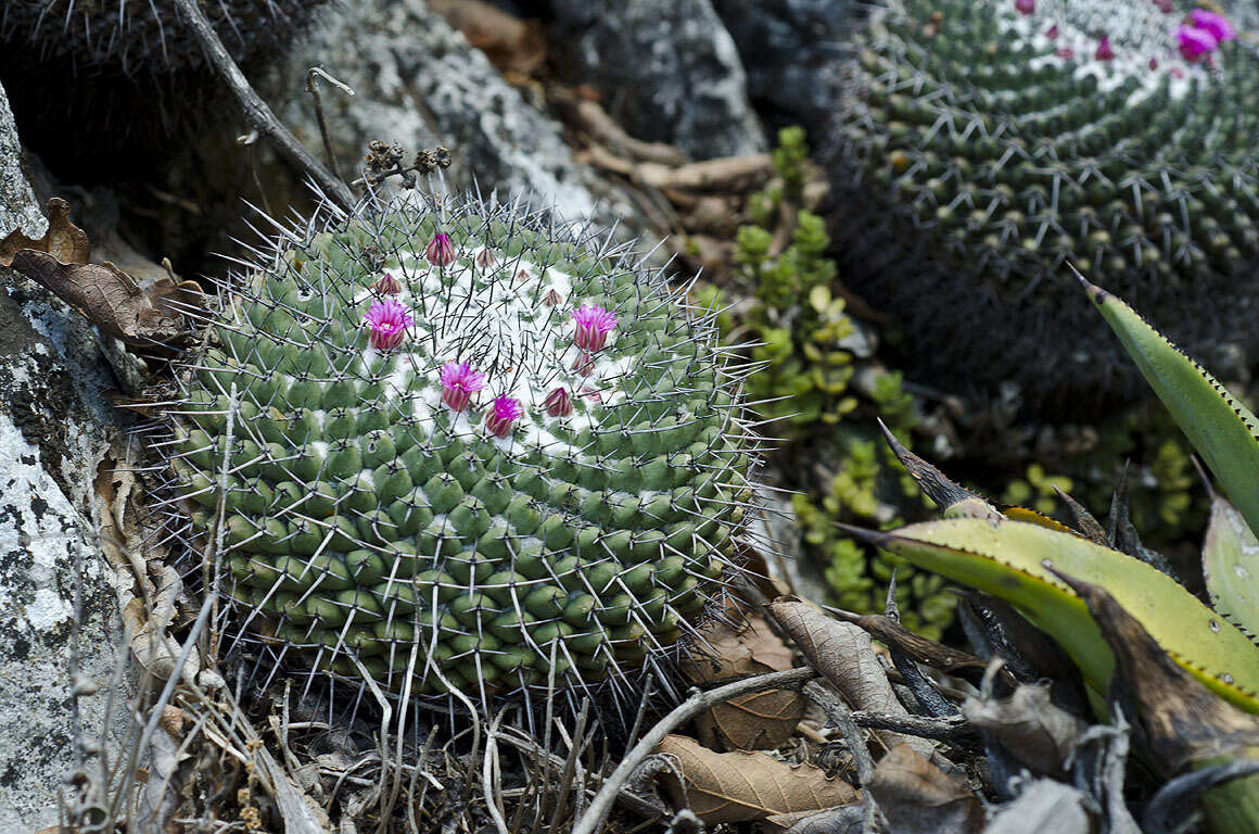 Mammillaria orcuttii Boed.的圖片