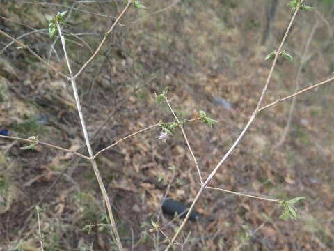 Image of Lonicera praeflorens Batalin