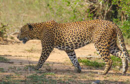 Image of Sri Lankan leopard