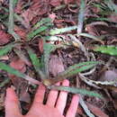 Image of Cryptanthus acaulis (Lindl.) Beer