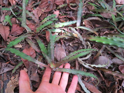 Image of Cryptanthus acaulis (Lindl.) Beer