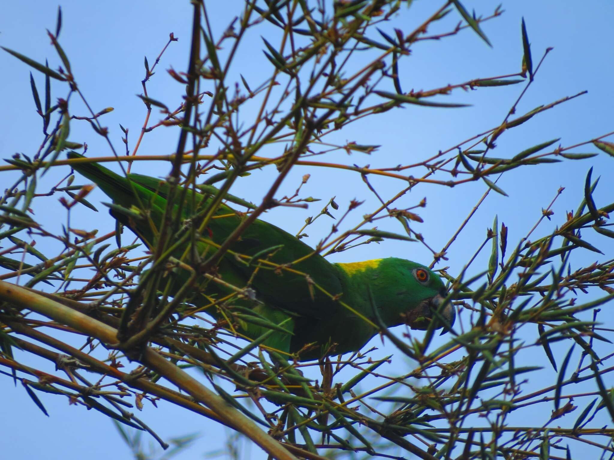 Image of Amazona auropalliata parvipes Monroe, Howell & TR 1966