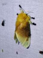 Image of Southern Flannel Moth