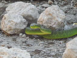 Image of Nepal pitviper