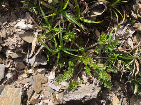 Image of Chaerophyllum taiwanianum (Masam.) K. F. Chung