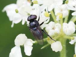 Image of Litophasia hyalipennis (Fallen 1815)