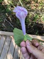 Image of largeroot morning-glory