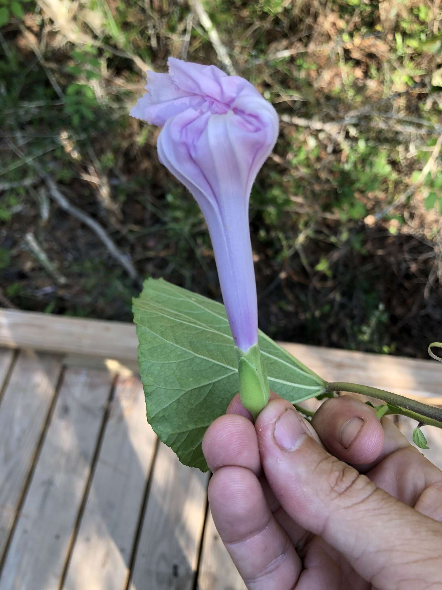 Image of largeroot morning-glory