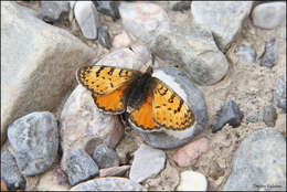 Image of Melitaea fergana Staudinger 1882