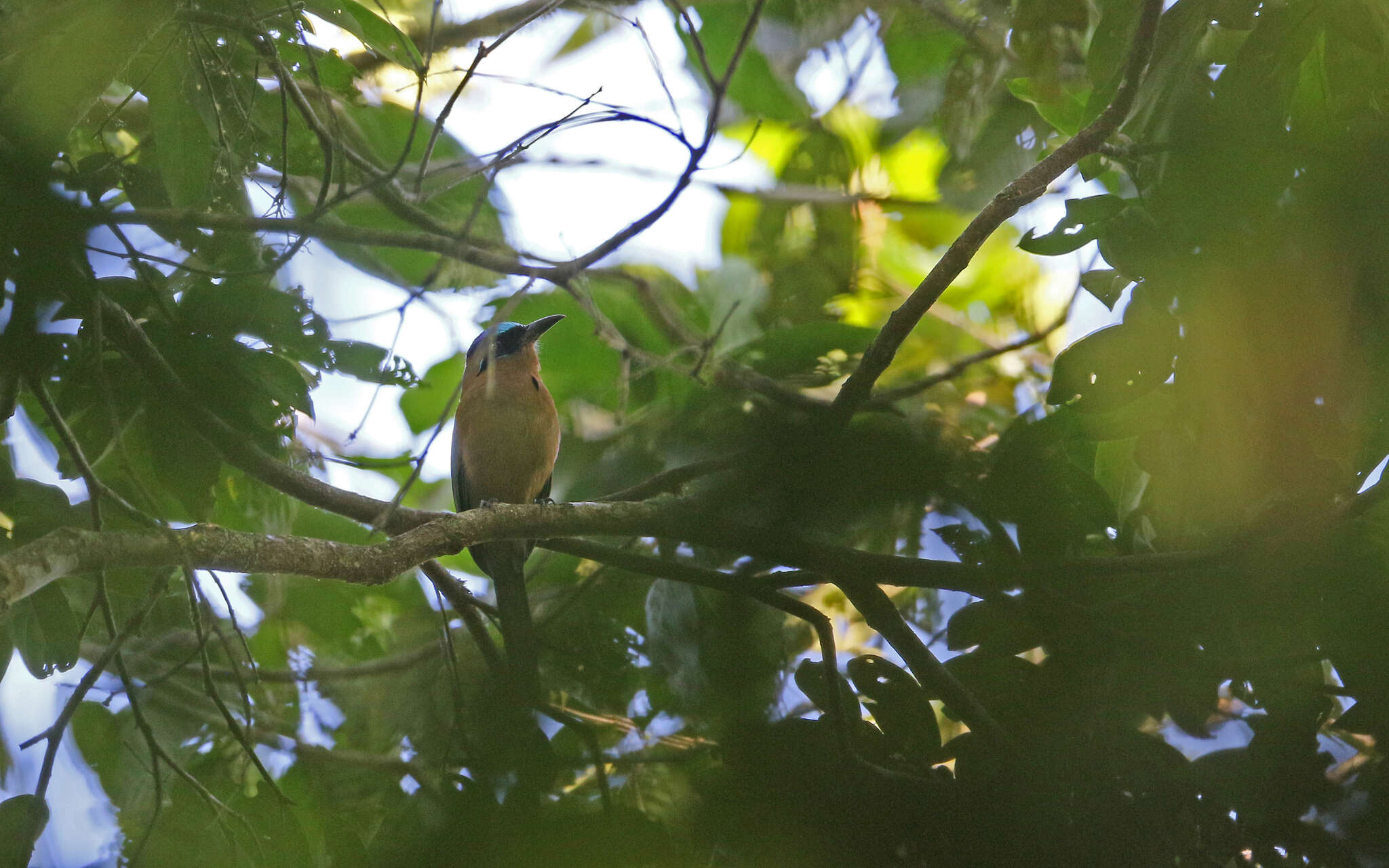 Image of Amazonian Motmot