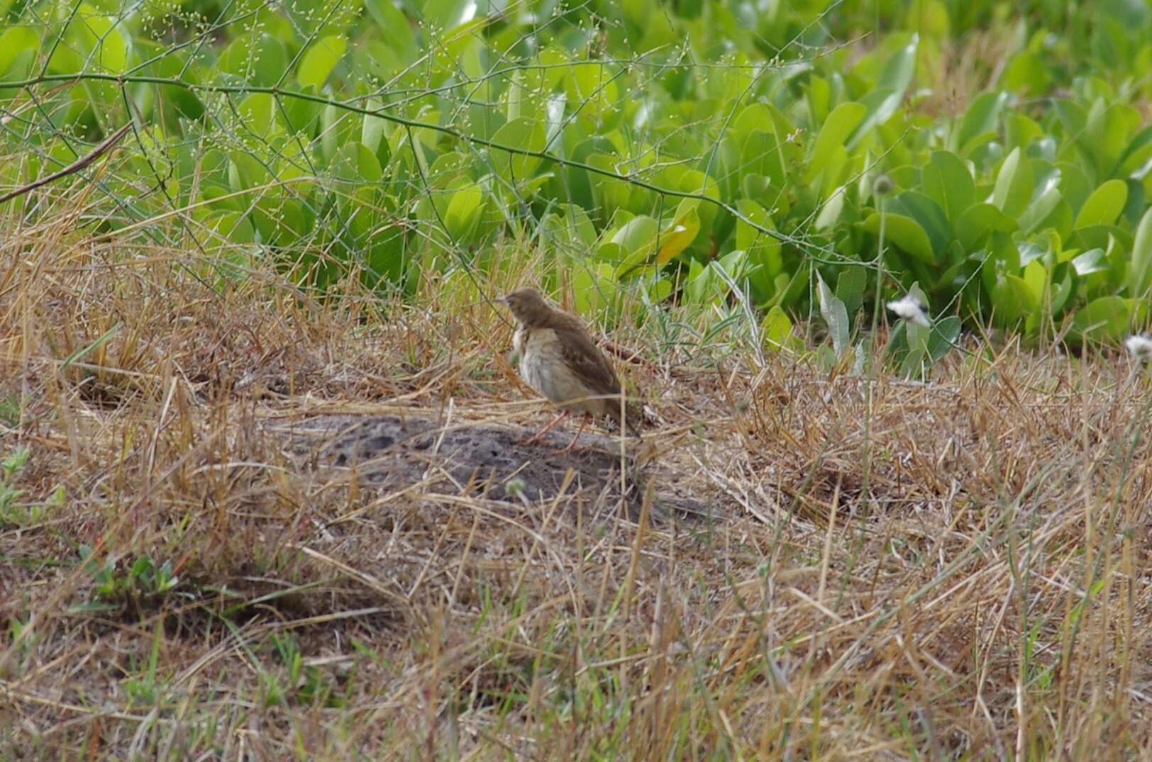 Image de Pipit du Vaal