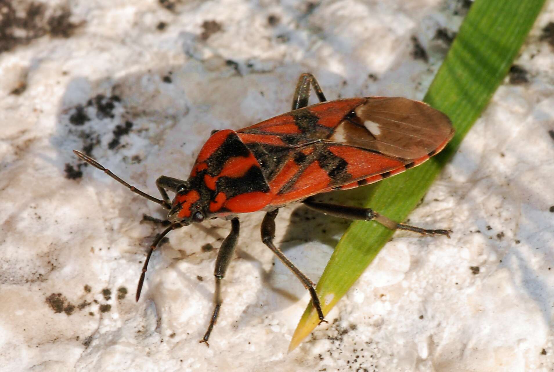 Image of Lygaeoidea