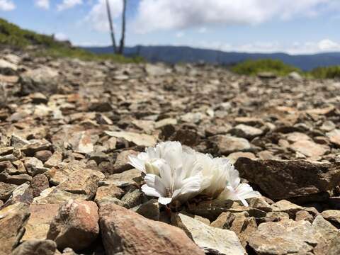 Image of Kellogg's lewisia