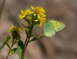 Image of Scudder's Sulphur