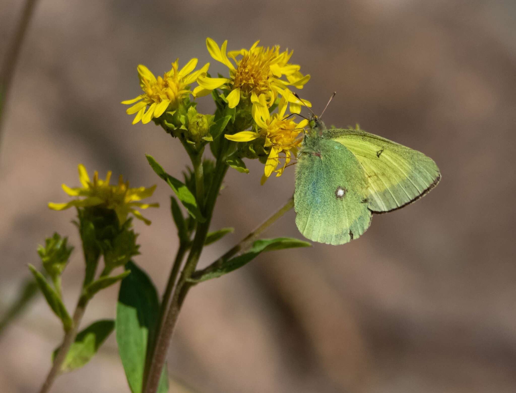 Image of Scudder's Sulphur