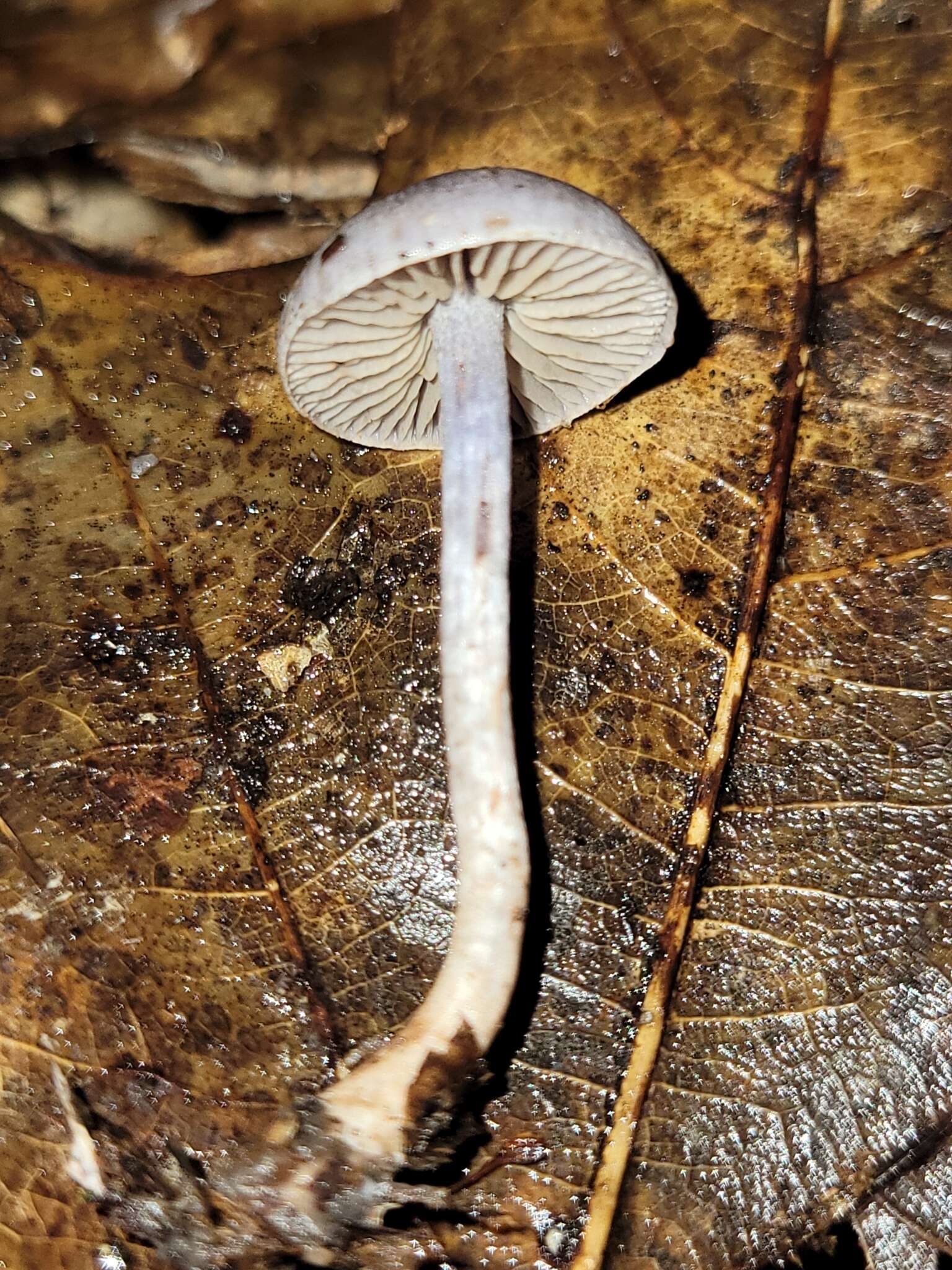 Image of Cortinarius perviolaceus Murrill 1946