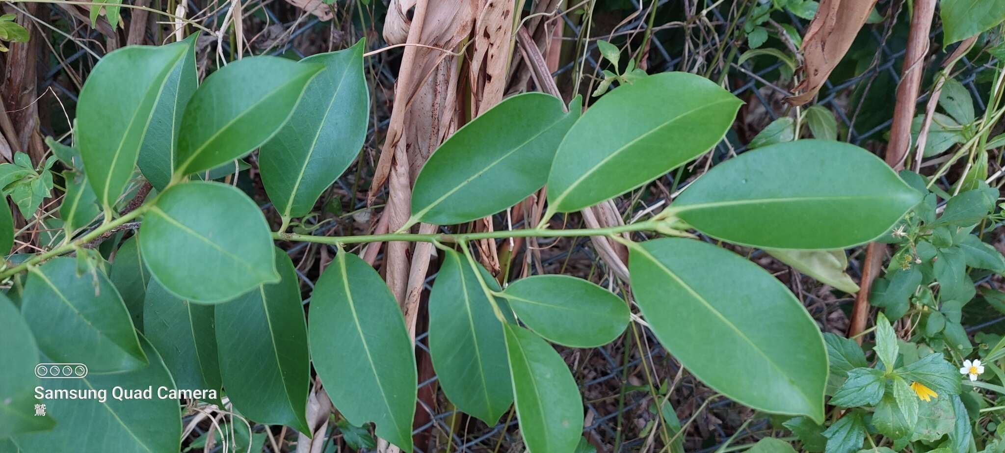 Image of Cleyera japonica var. morii (Yamamoto) Masam.