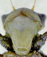 Image of Four-spotted Chaser