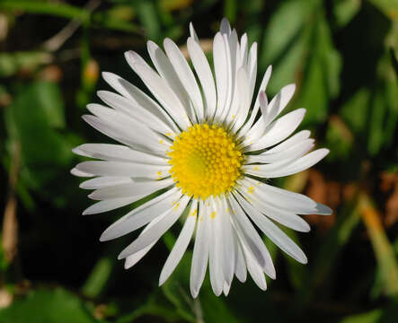 Image of bellis