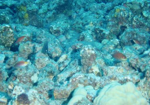 Image of Smalltail wrasse