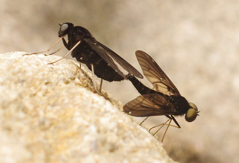 Image of Chrysopilus connexus Johnson 1912